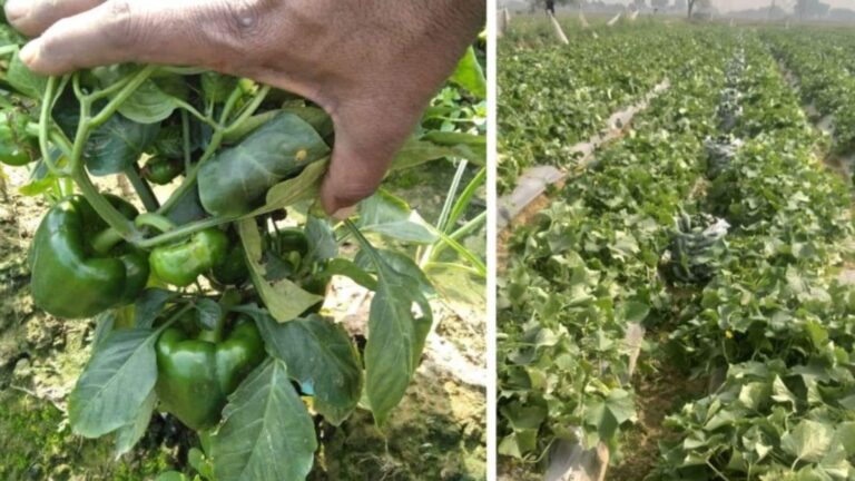 20 लाख खर्च कर MBA ग्रेजुएट ने शुरू की शिमला मिर्च की खेती, सालाना 2.25 करोड़ का कमा रही मुनाफा