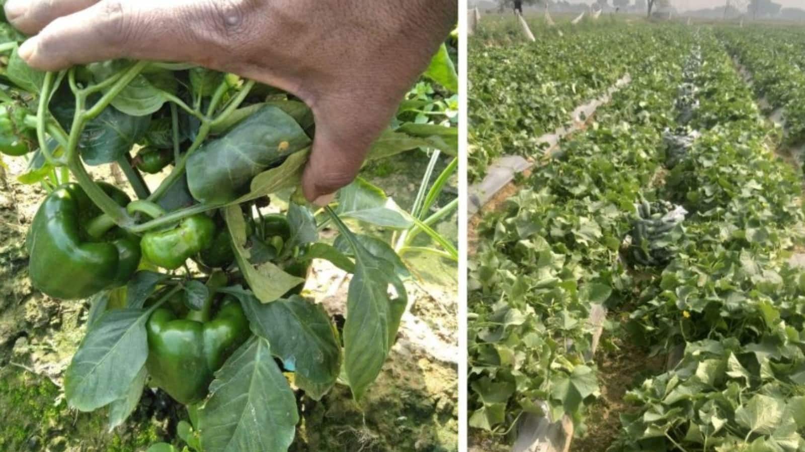 20 लाख खर्च कर MBA ग्रेजुएट ने शुरू की शिमला मिर्च की खेती, सालाना 2.25 करोड़ का कमा रही मुनाफा