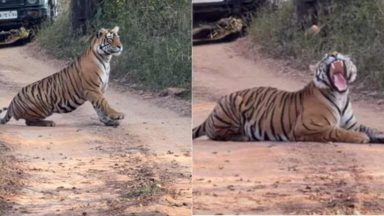 Viral Video: सड़क पर अचानक लेट गया 200 किलो का Tiger, 30 Safari Jeeps को करना पड़ा इंतजार