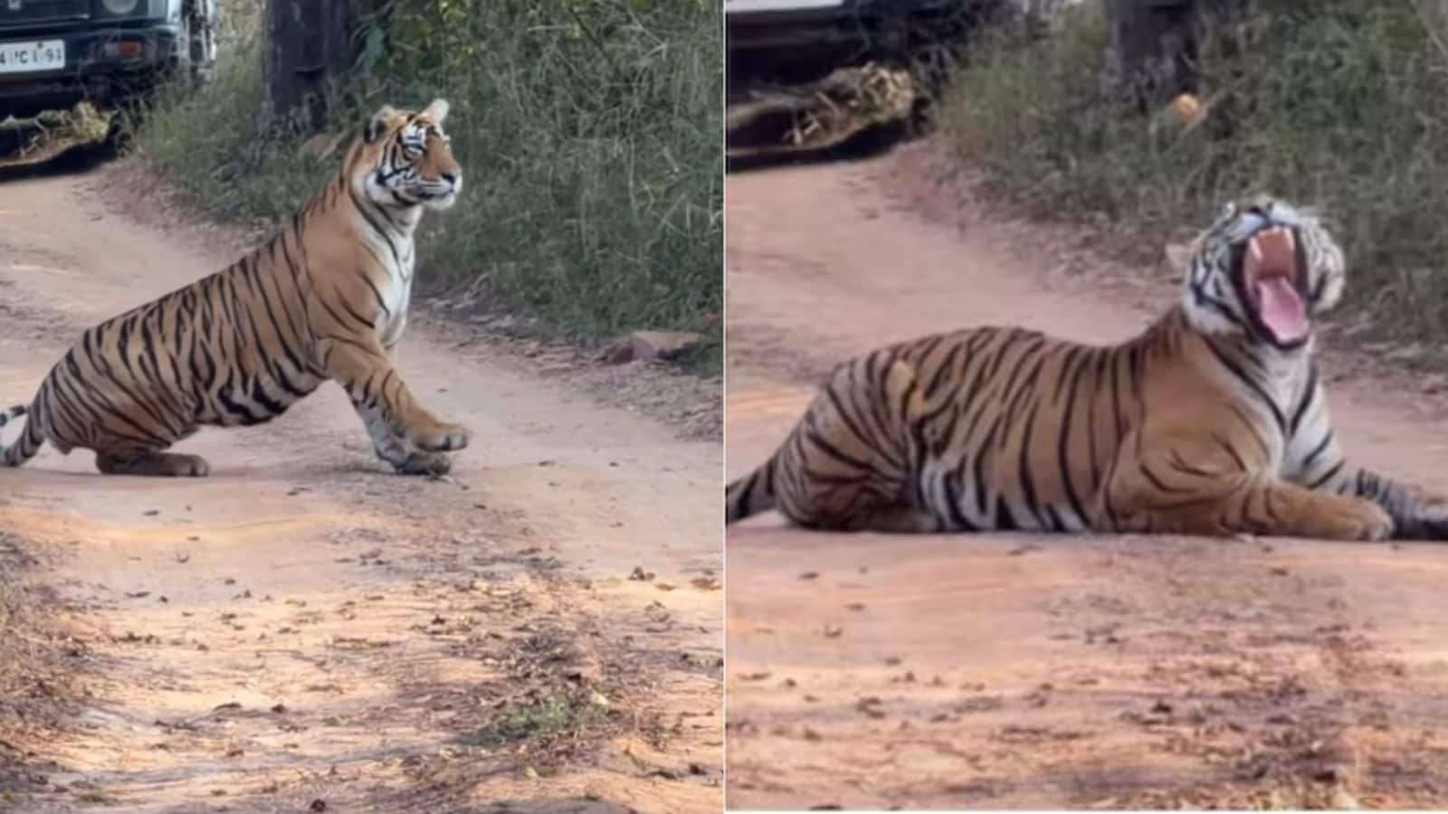 Viral Video: सड़क पर अचानक लेट गया 200 किलो का Tiger, 30 Safari Jeeps को करना पड़ा इंतजार