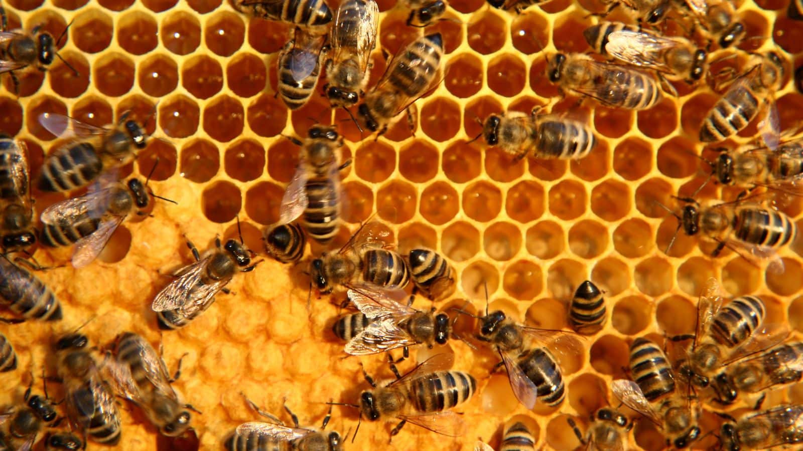 Bees Stolen: 8 लाख से ज्यादा मधुमक्खियां चुरा ले गए, खेतों से गायब हुए छत्ते, ऐसी अजब किस्म की डकैती नहीं सुनी होगी