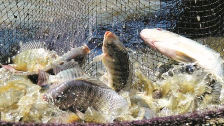 5 Modern Fish Farming Tricks: मछली पालन की इन 5 तकनीकों से कम पानी और कम जगह में होगी बंपर कमाई! एक्सपर्ट से समझिए