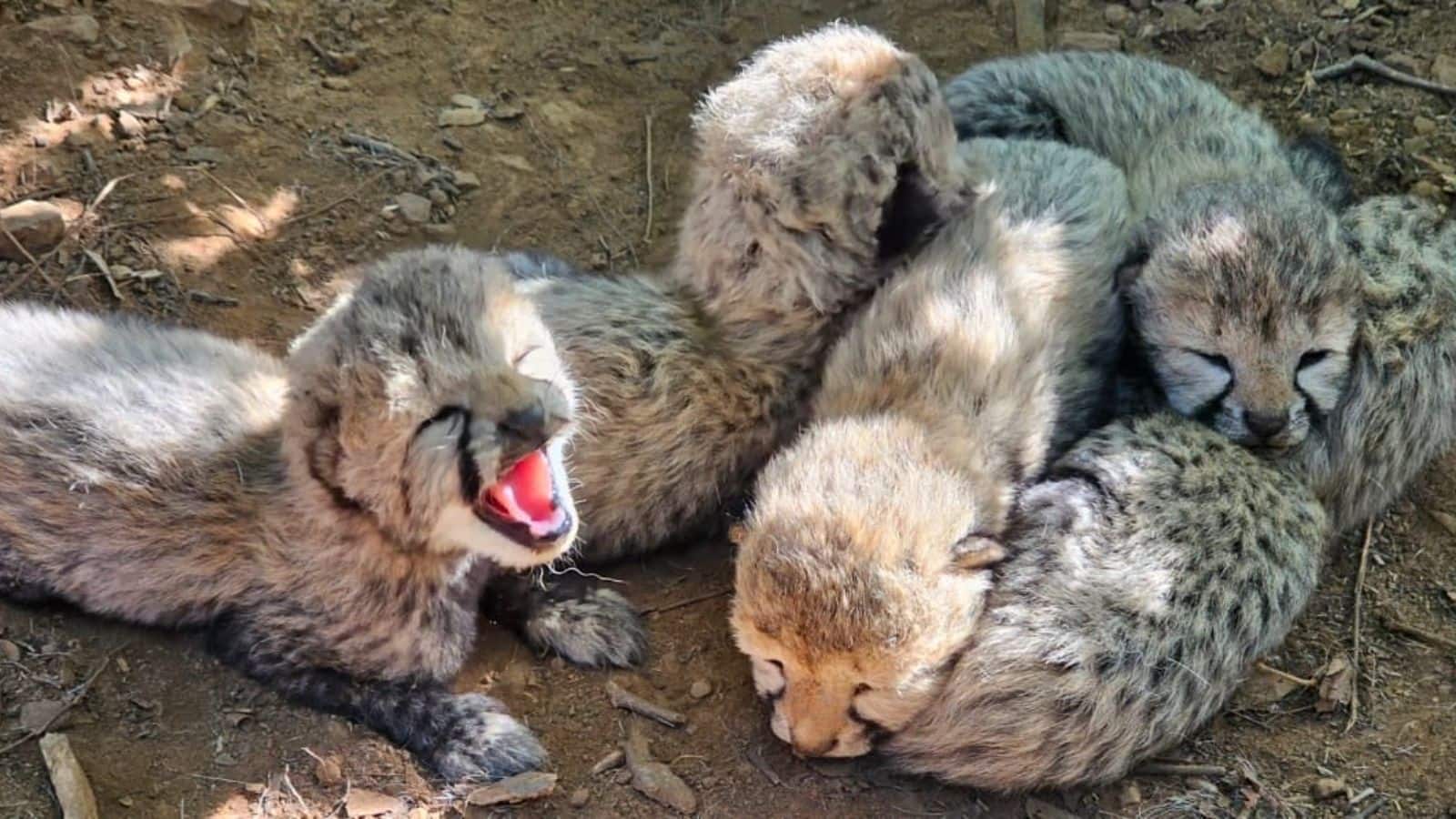 Project Cheetah: बोत्सवाना के नर चीता की नई पीढ़ी, भारत में जन्मी चीता KJP21 बनी मां, 5 हेल्दी शावकों को दिया जन्म