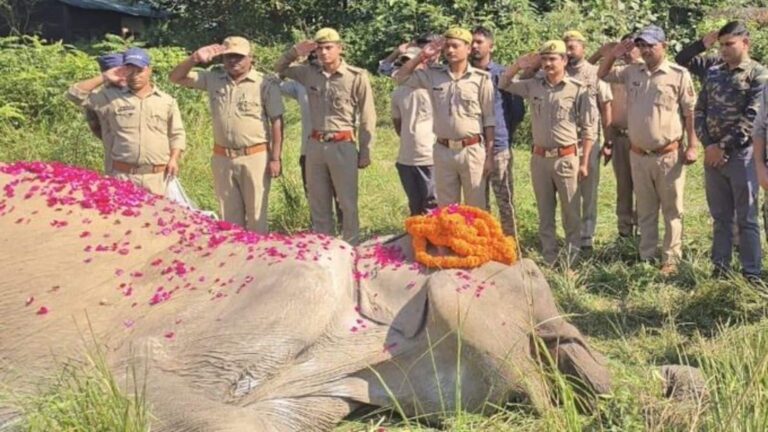1997 में कॉर्बेट आई थी सोनाकली, 21 साल तक रानी बनकर रही और अब कहा अलविदा! 80 साल की हथिनी को अंतिम विदाई में मिला गार्ड ऑफ ऑनर