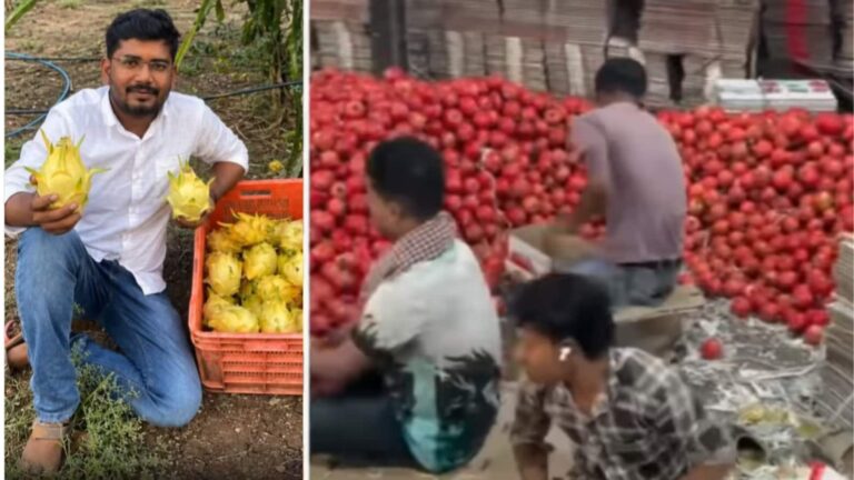 ड्रैगन फ्रूट की खेती से छप्परफाड़ कमाई! महाराष्ट्र के किसान ने अपनाया ऐसा तरीका, आज सालाना ₹2 करोड़ का कारोबार!