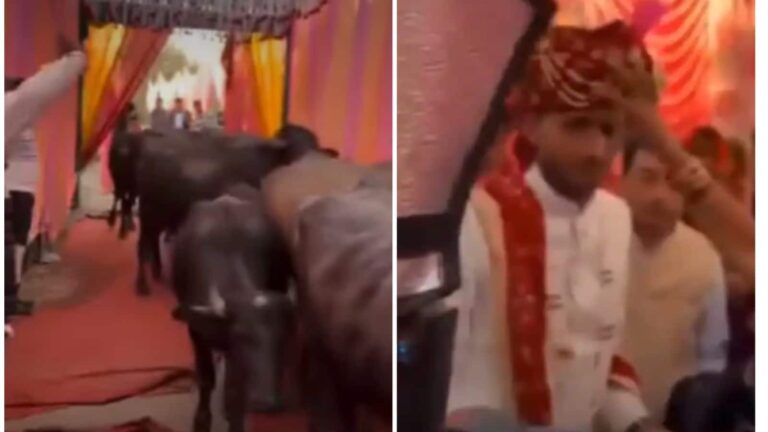 Viral Video: दूल्हे ने शादी में भैंसों को बनाया खास मेहमान, वीडियो देख यूजर्स हुए हैरान