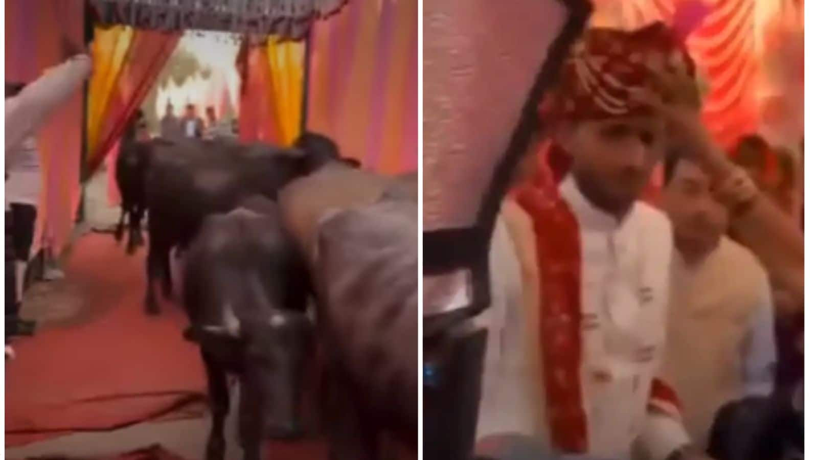 Viral Video: दूल्हे ने शादी में भैंसों को बनाया खास मेहमान, वीडियो देख यूजर्स हुए हैरान