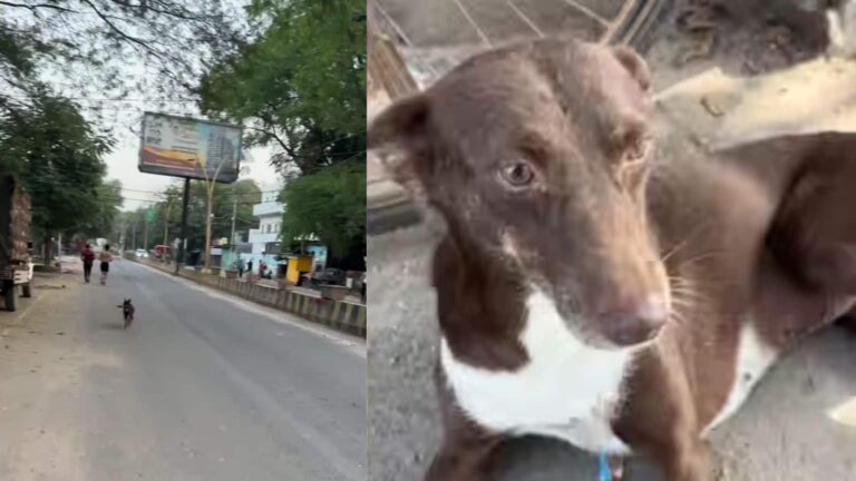 रनर्स के साथ दौड़ती रही ये कुतिया, 21 KM बाद भी नहीं रुकी; 38 KM तक ऐसे निभाया साथ, वीडियो हुआ वायरल
